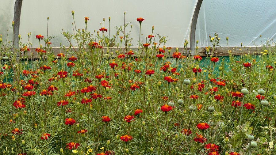 Tagetes for natural dyeing