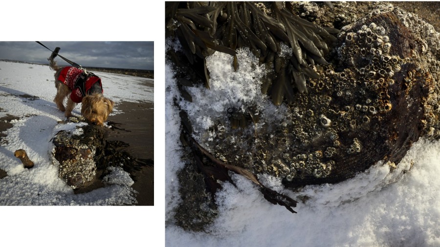 teasel and snow northumberland beach