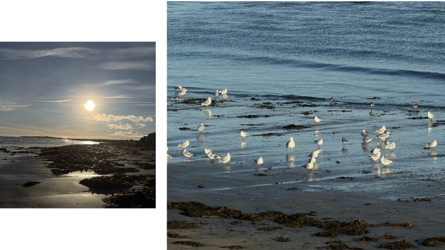 birds on beach, northumberland