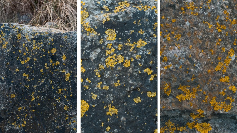 lichen on rocks, northumberland