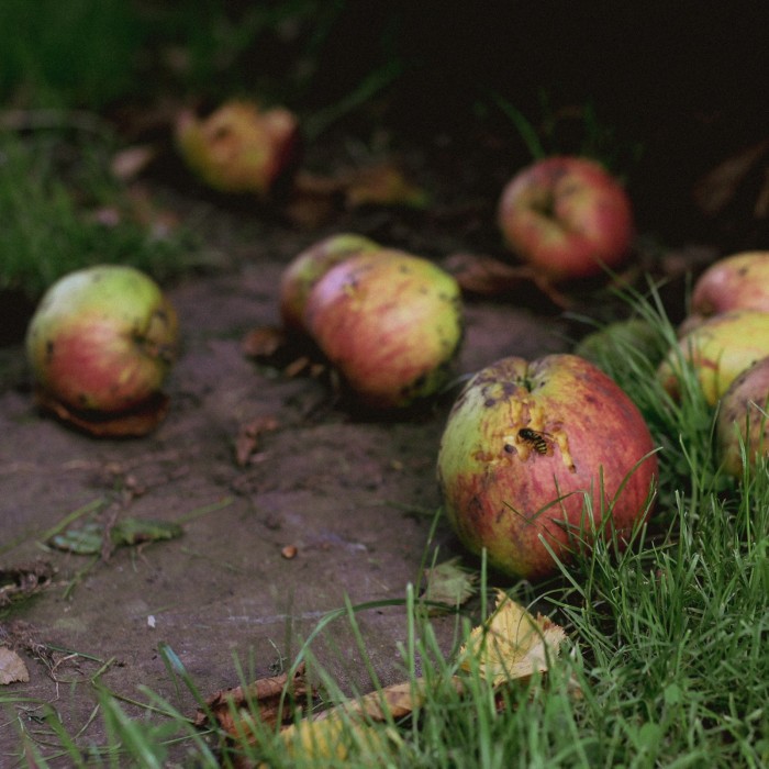 Wasp feeding inside hole in fallen apple, demonstrating unexpected beauty in overlooked moments