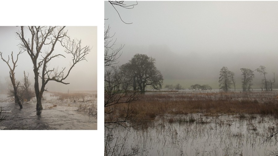 trees and mist, winter scottish landscape