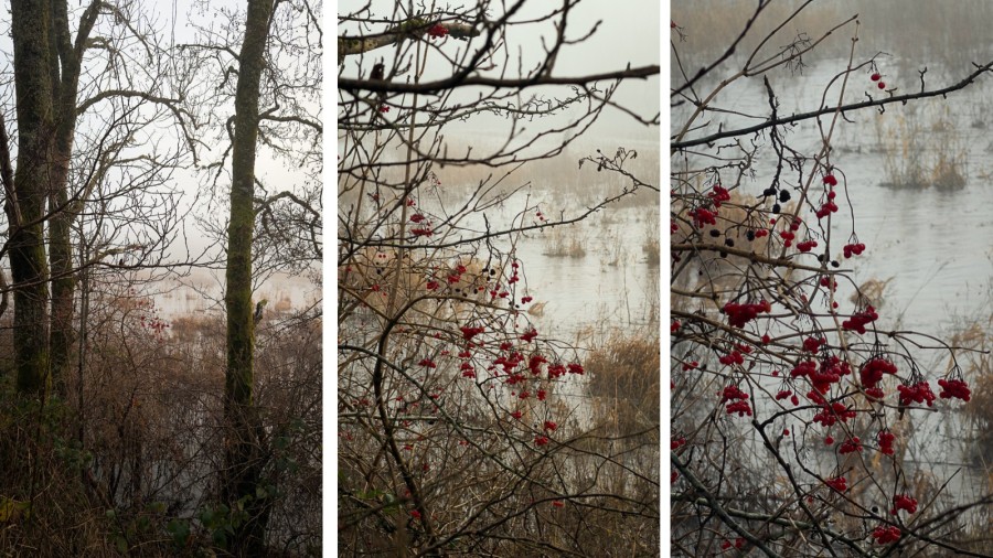 berries and trees winter walk scotland