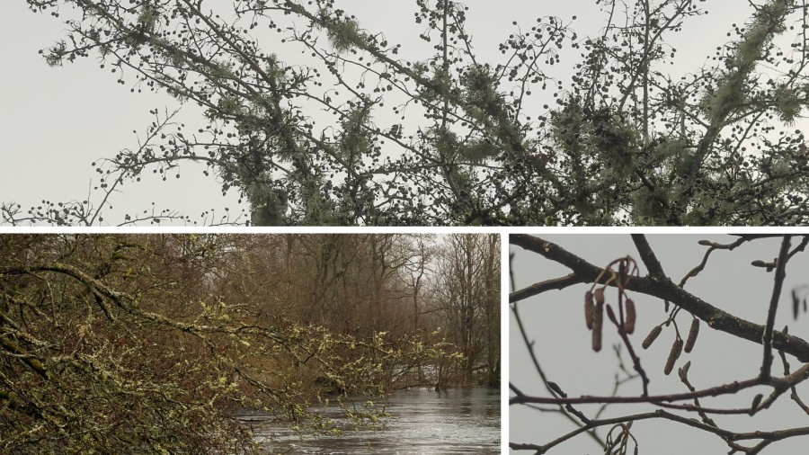 alder catkins scotland