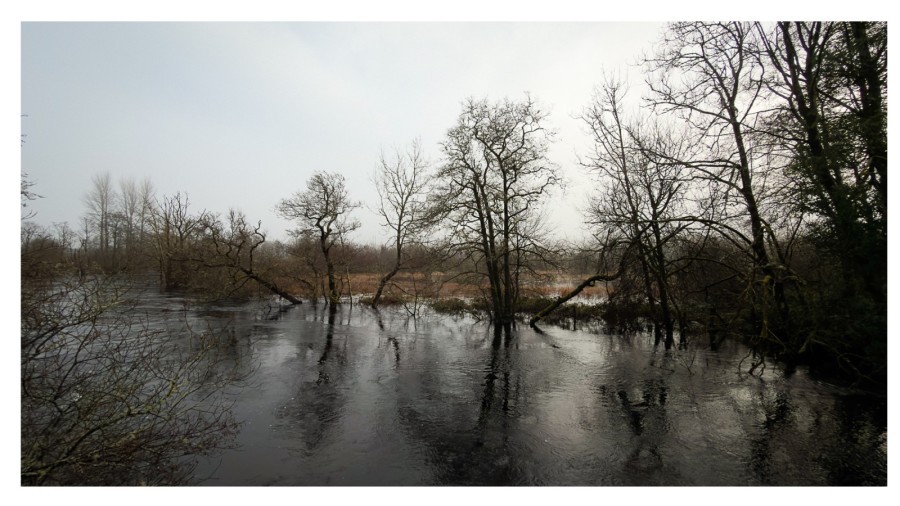 trees and flooded fields, scottish highlands