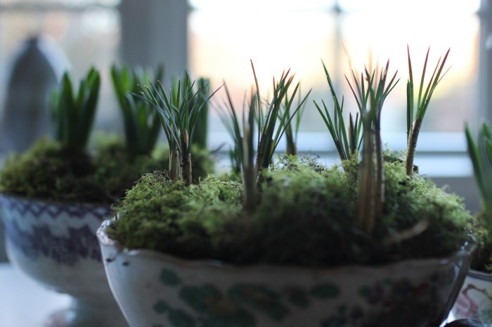 crocus potted up in a bowl indoors