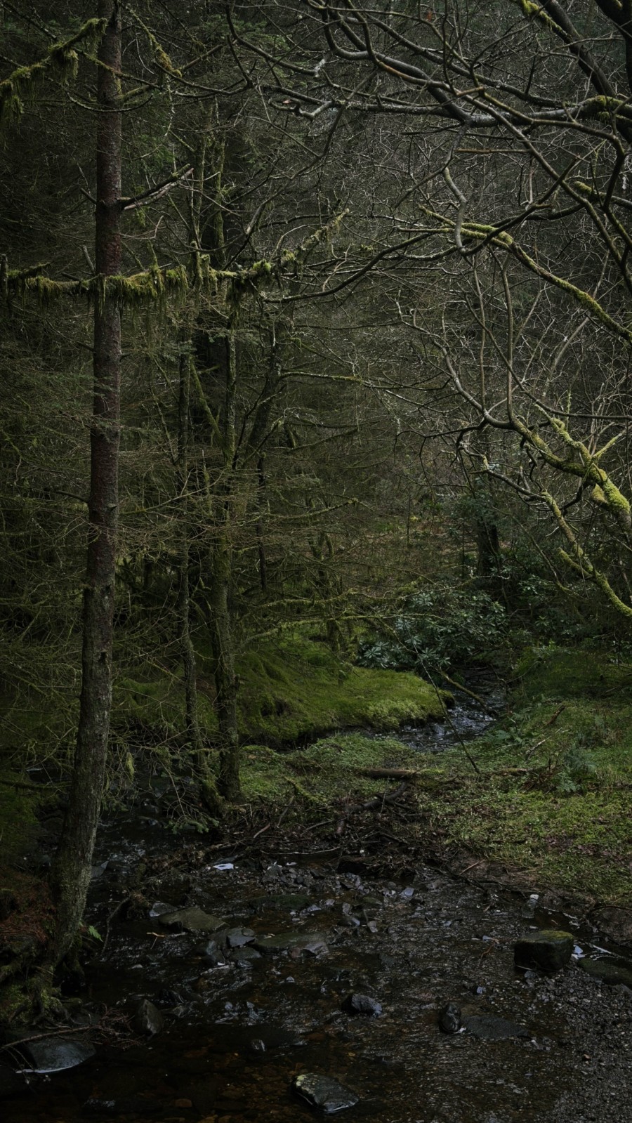 forest, drymen, scotland