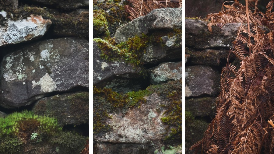 lichen clad wall scotland