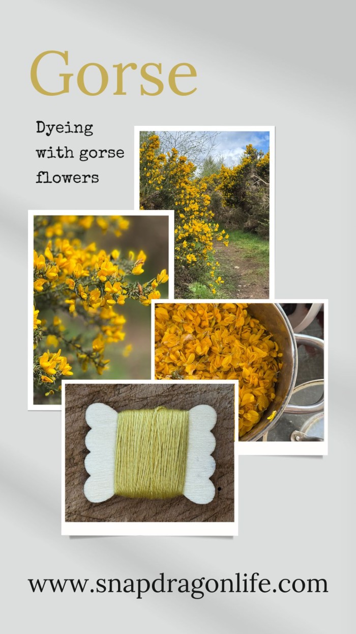 pinterest pin how to dye with gorse flowers