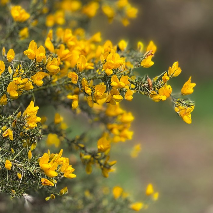 gorse plants