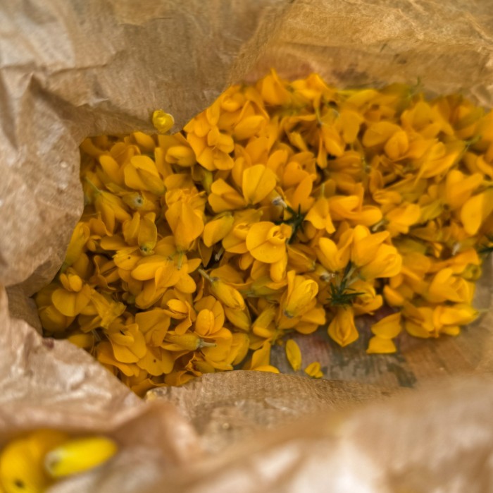 gorse flowers collected to dye embroidery thread