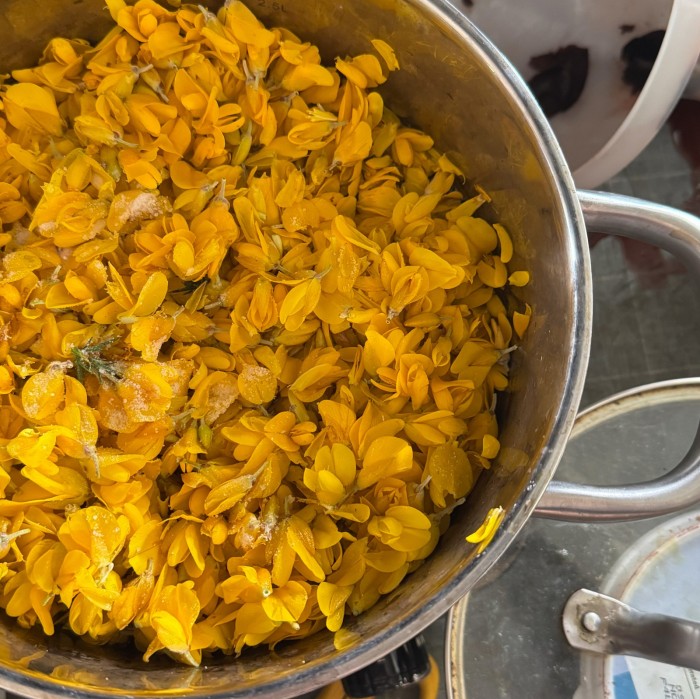 gorse flowers in dye pan