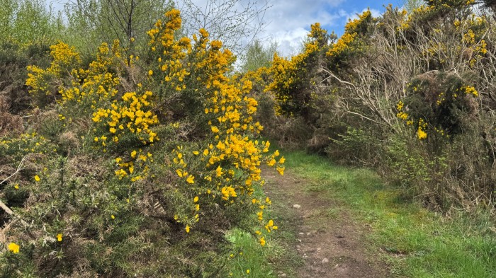 Gorse growing on the West Highland Way, Scotland