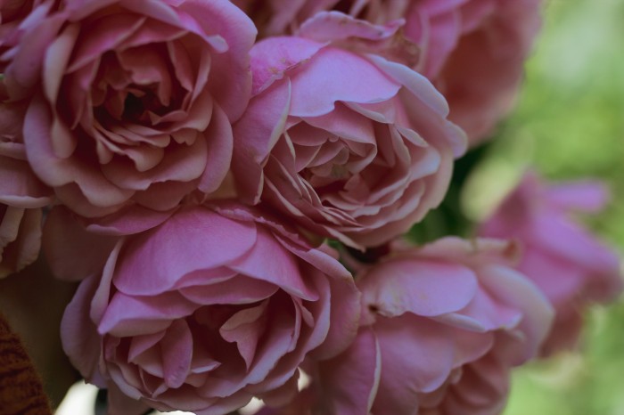 Close-up of autumn rose showing weathered beauty and complex texture different from summer blooms
