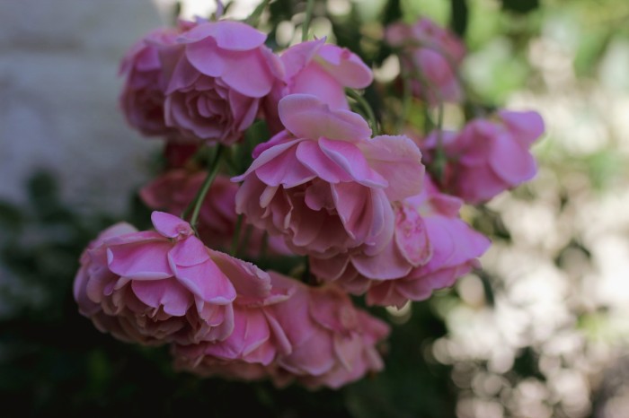 September rose blooms with puckered petals against bedroom window, demonstrating autumn beauty