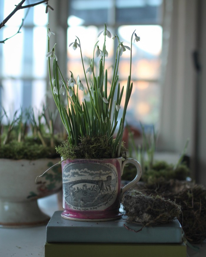 snowdrops in a mug