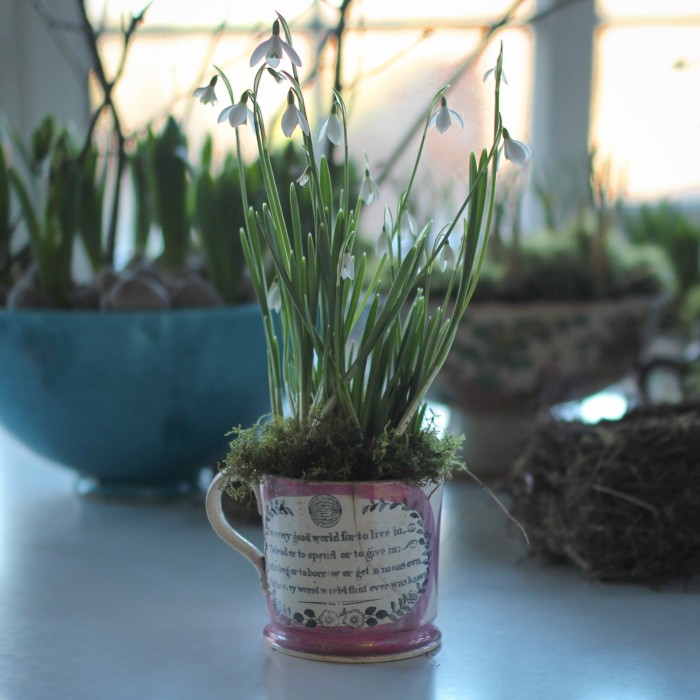 snowdrops planted into a mug