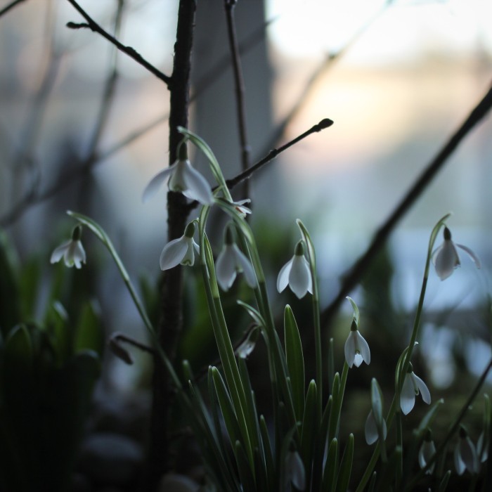 snowdrops and hazel