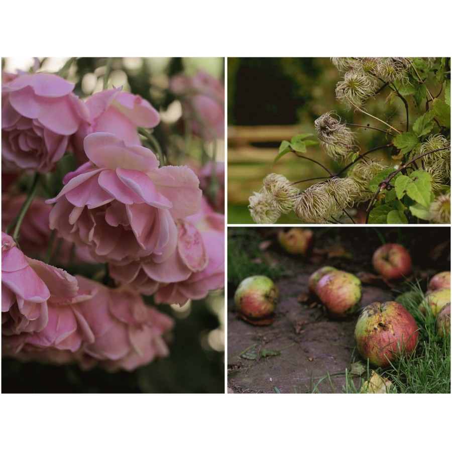 Wasp feeding inside hole in fallen apple, demonstrating unexpected beauty in overlooked moments