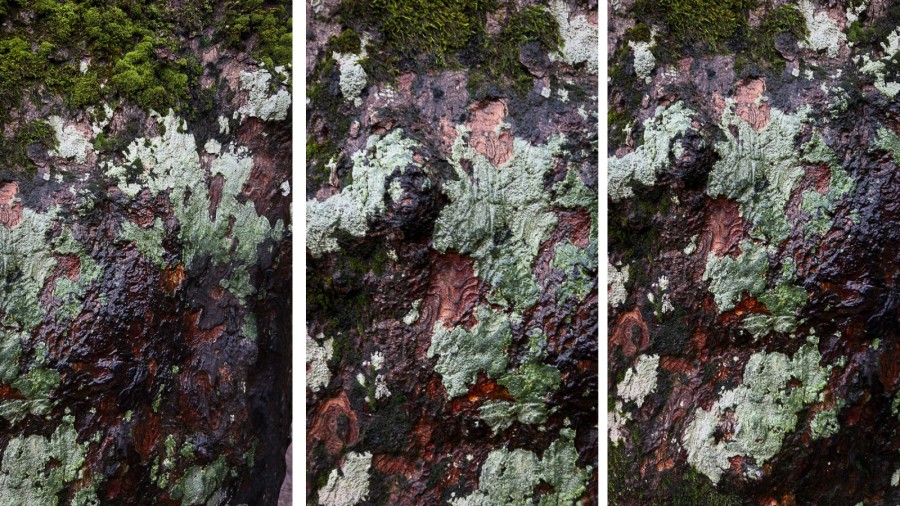 tree bark patterns scotland