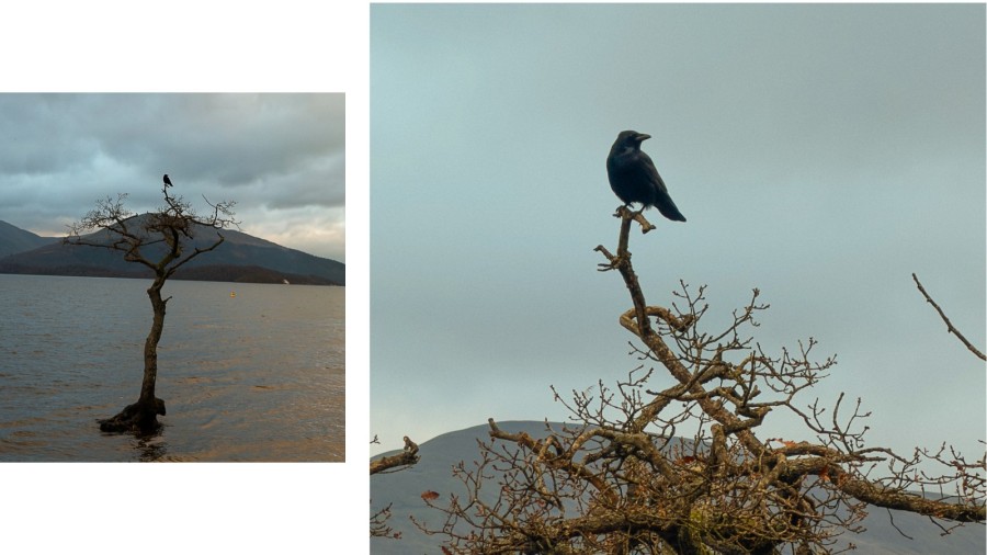 crow on tree loch lomond, scotland