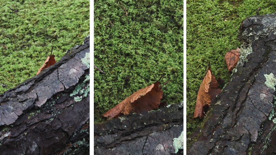 moss and oak leaves, loch lomond, scotland