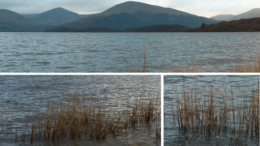 reeds in loch lomond