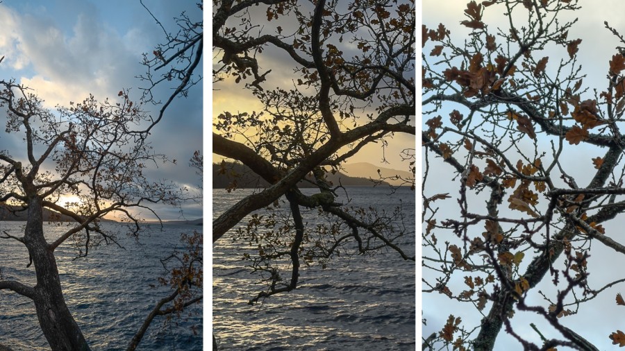 oak trees and Loch Lomond, Scotland
