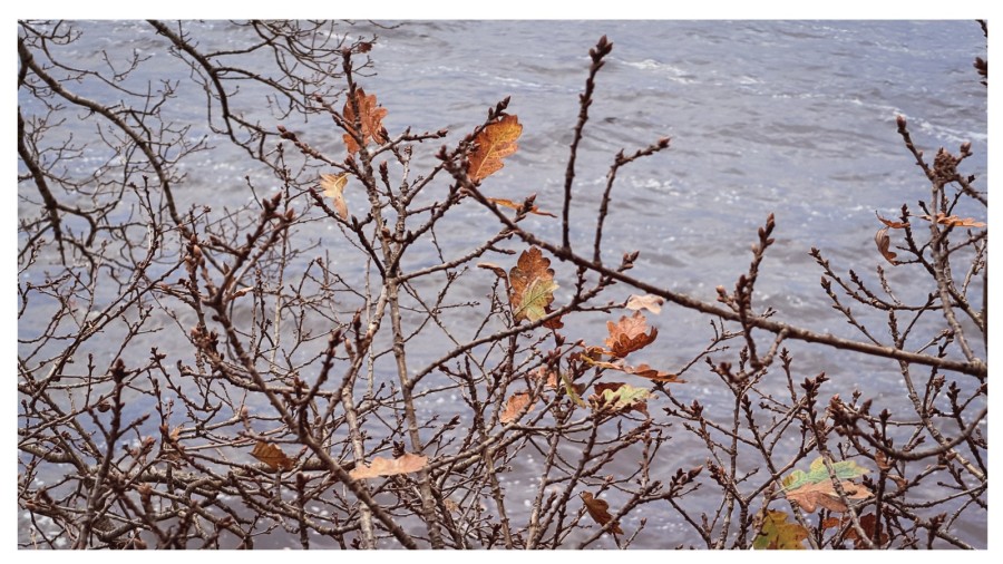 oak leaves Loch Lomond