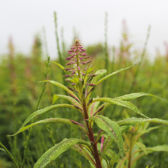 rosebay willowherb about to flower 