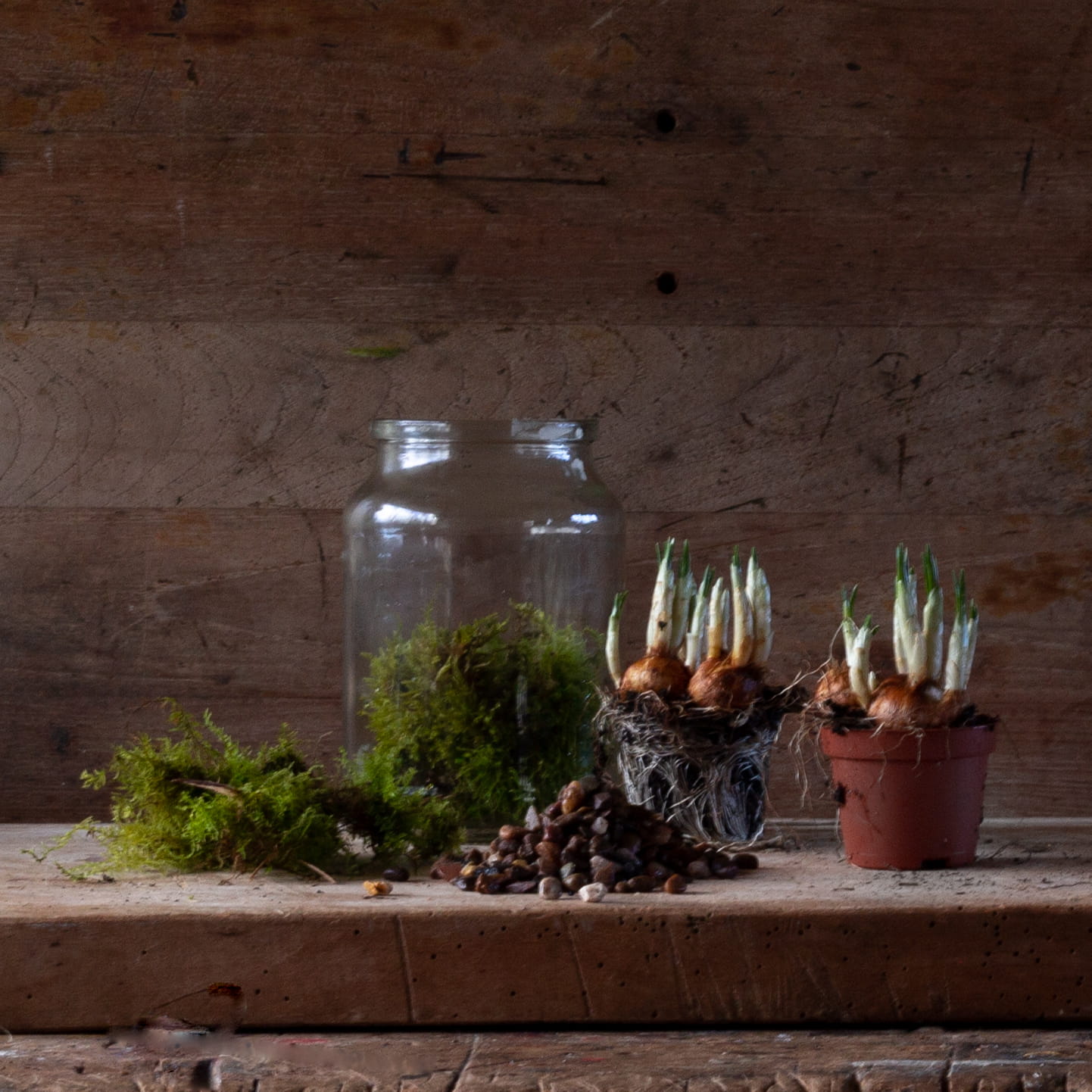 Making a jam jar 'terrarium' of crocus Snapdragon Life