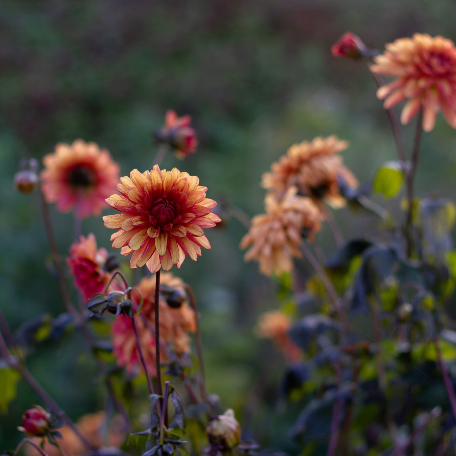 Overwintering Dahlias What I do Snapdragon Life