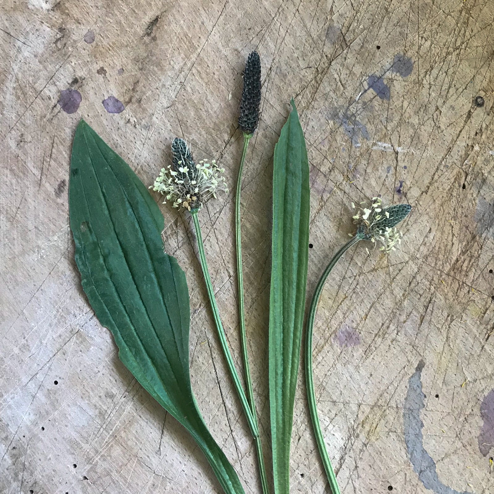 Image of Ribwort plantain leaf treating bee sting