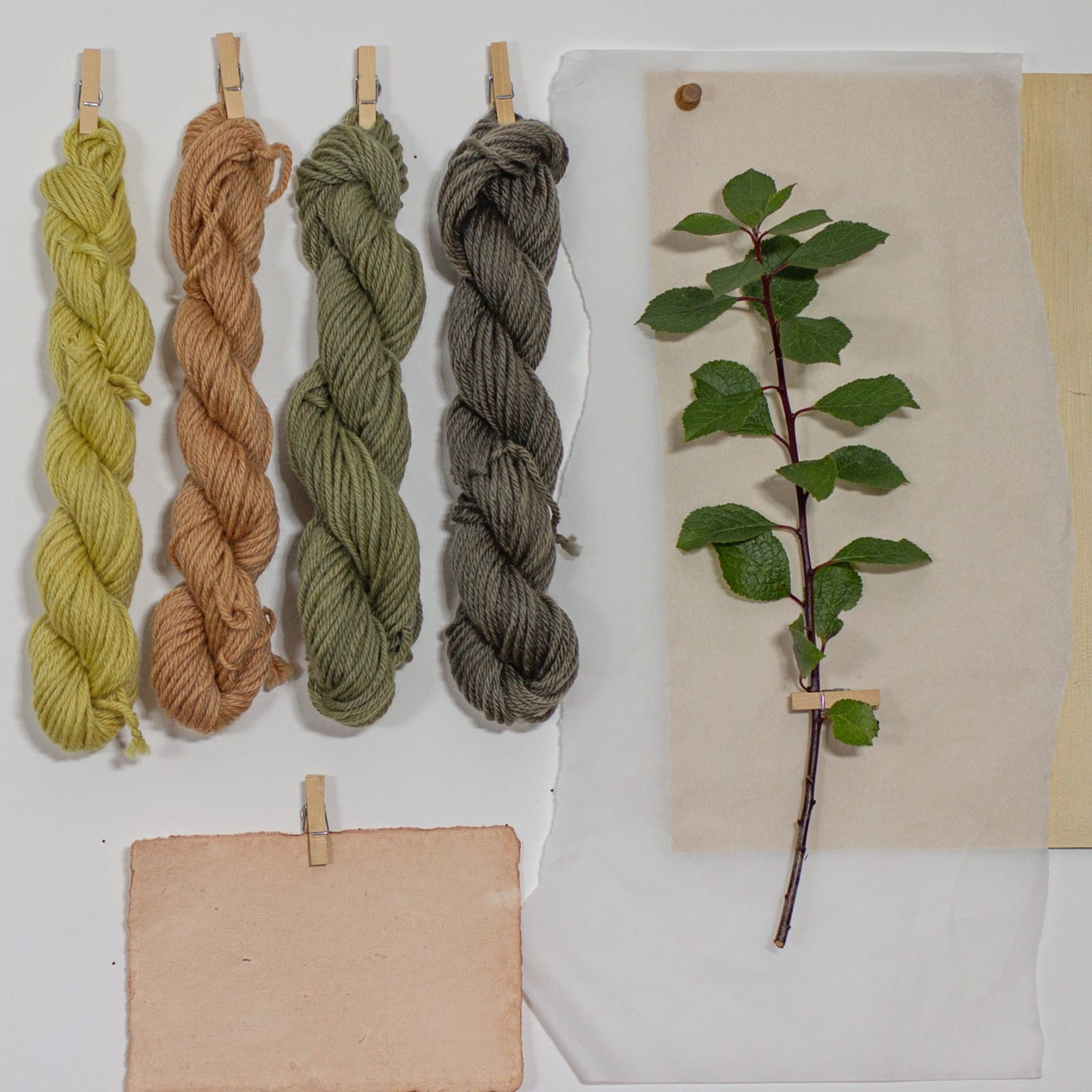 Natural Dyes: Dyeing wool with Plum bark