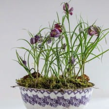 How to force fritillaries