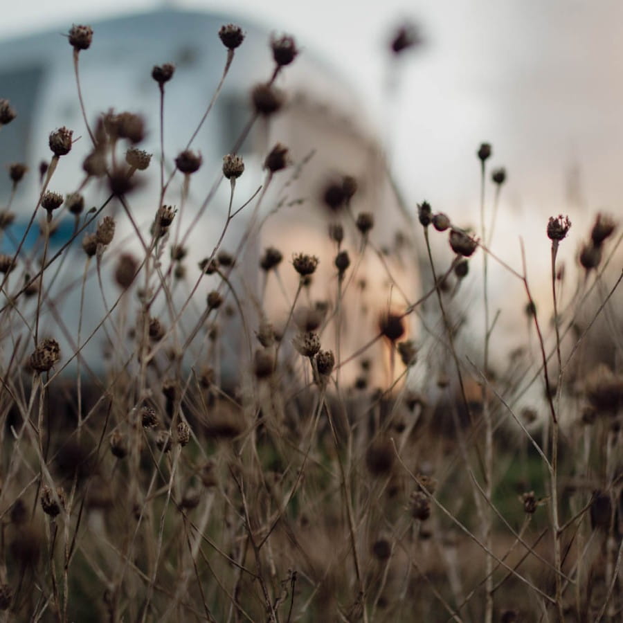 airstream caravan with seed heads