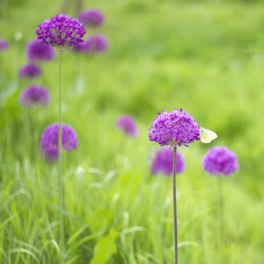 alliums by airstream