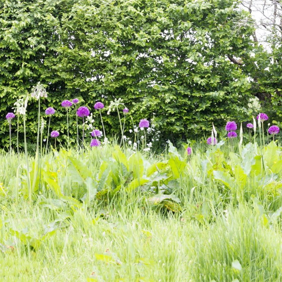alliums by airstream