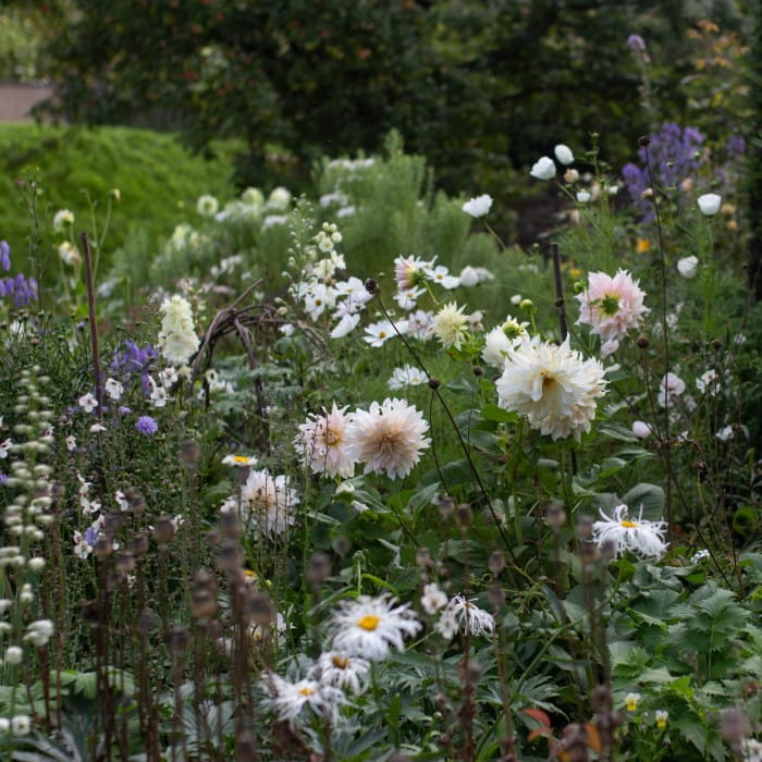 dahlias at Alt y Bela