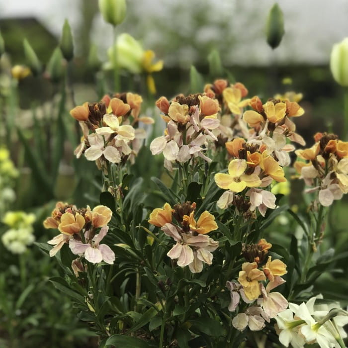 apricot sunset wallflower