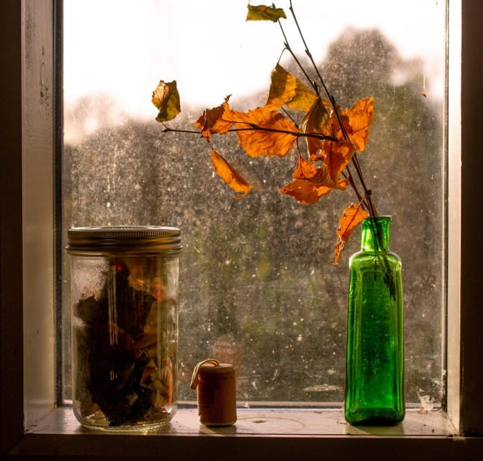 birch leaves in the studio