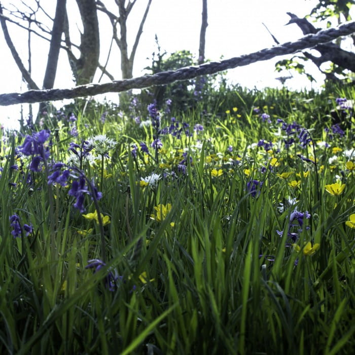 bluebells in wood