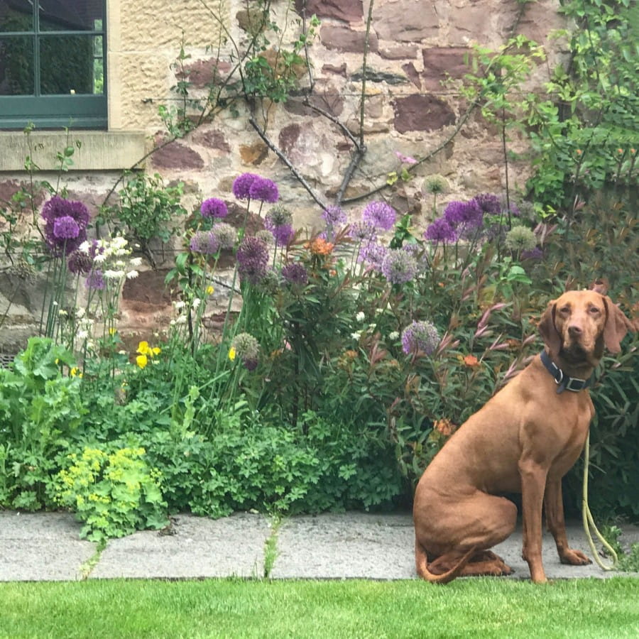 broadwoodside garden