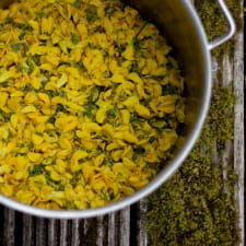 Scotch broom as a dye plant