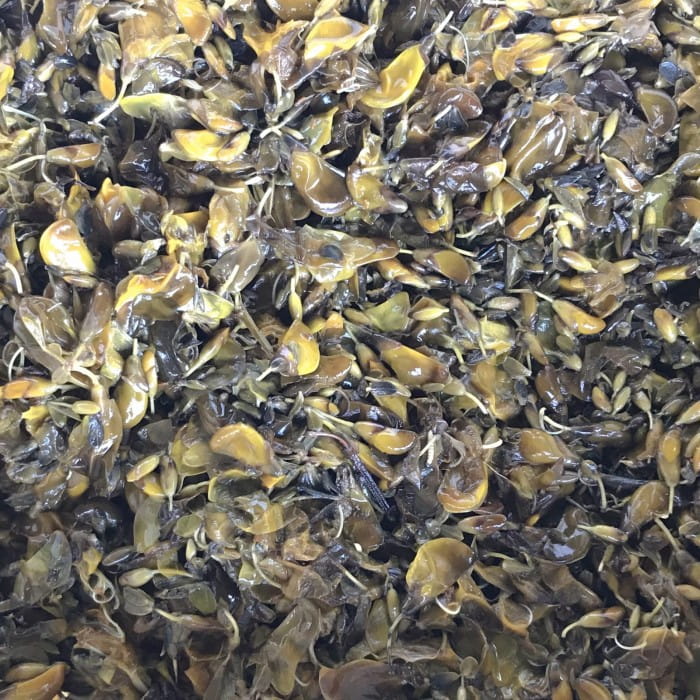 residue of broom flowers