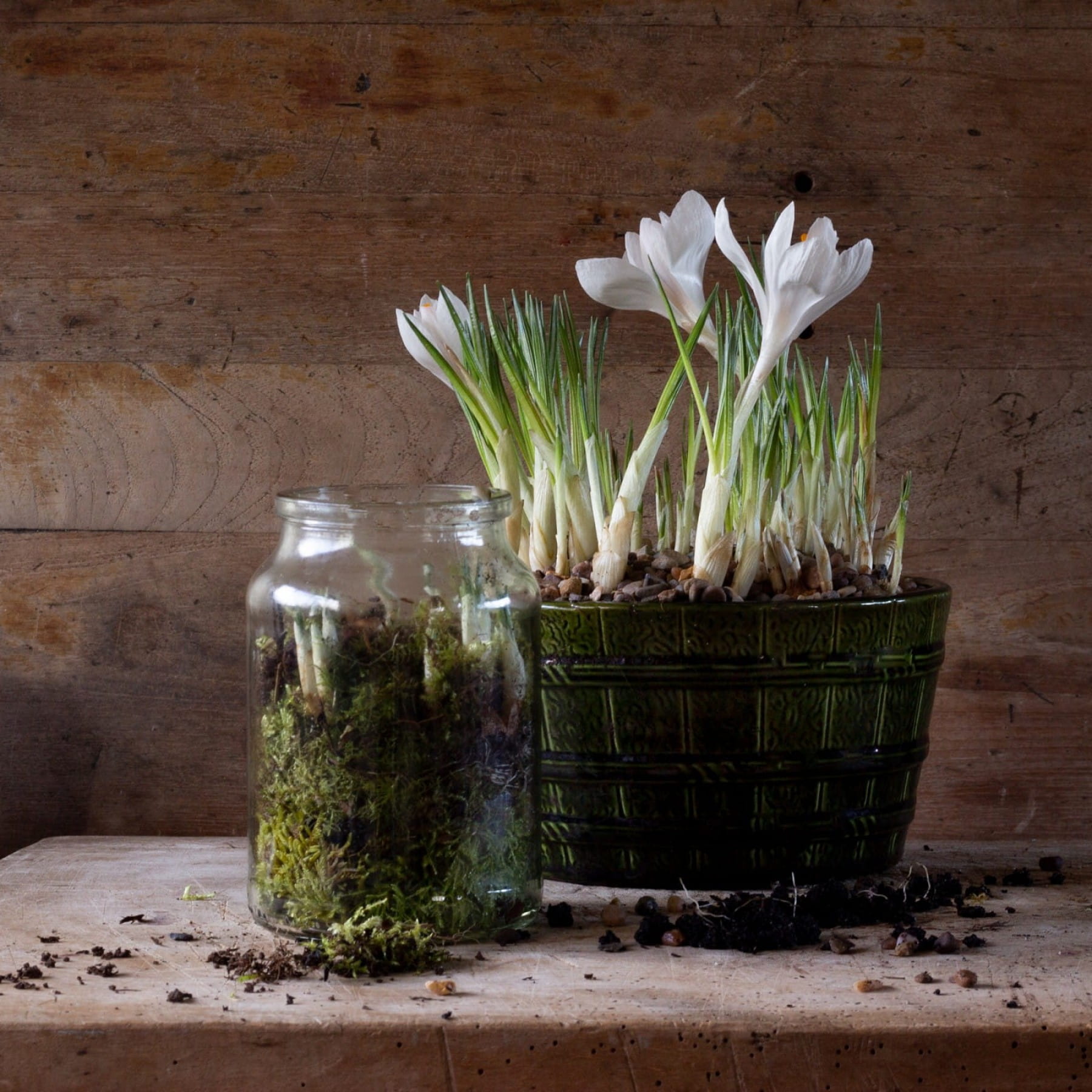 Making a jam jar 'terrarium' of crocus Snapdragon Life