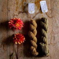 Dyeing wool with dahlia flowers