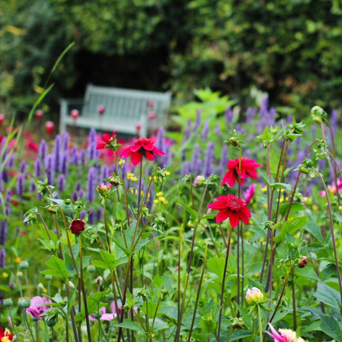 the dye garden in august