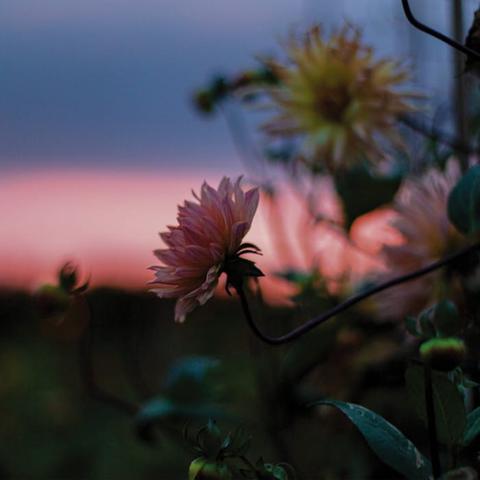 dahlias at dusk