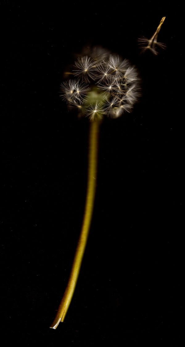 dandelion